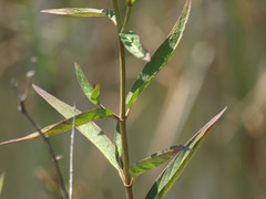 Asclepias incarnata incarnata