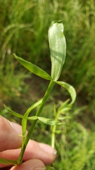 Limnosciadium pumilum