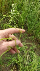 Limnosciadium pumilum