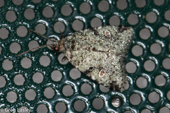 Maliattha concinnimacula