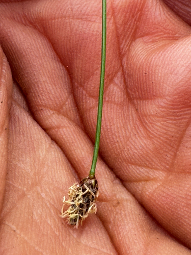 Eleocharis montevidensis, 2026-04-27