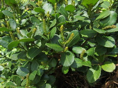 Adenopeltis serrata