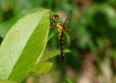 Celithemis martha