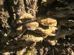 Polyporales