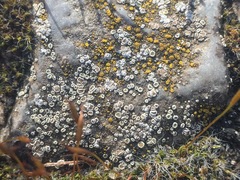 Myriolecis semipallida