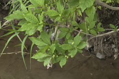 Euonymus hamiltonianus sieboldianus