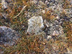 Myriolecis semipallida