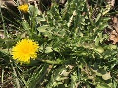 Taraxacum officinale