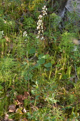 Micranthes nelsoniana aestivalis