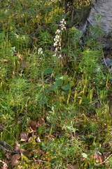 Micranthes nelsoniana aestivalis