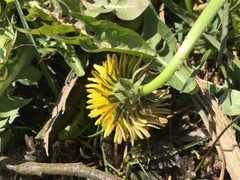 Taraxacum officinale