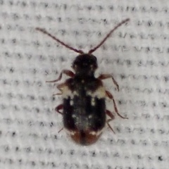 Ptinus bimaculatus