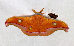 Antheraea paphia