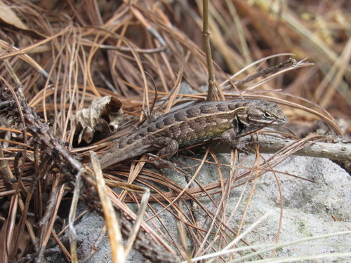 Plateau Bunchgrass Lizard