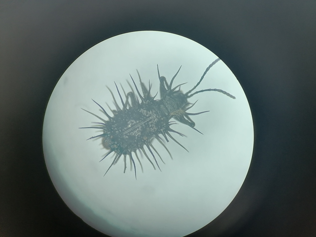 Dicladispa megacantha