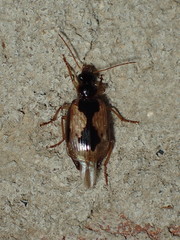 Lebia fuscata