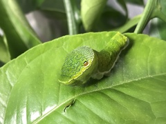 Papilio bianor thrasymedes