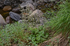 Micranthes nelsoniana aestivalis