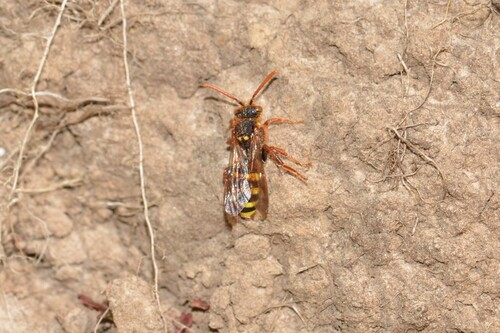 Foto von Rothaarige Wespenbiene
