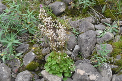 Micranthes nelsoniana aestivalis