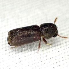 Xyloperthini