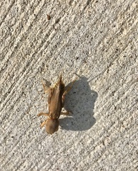 Neoscapteriscus vicinus