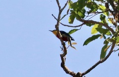 Melanerpes flavifrons