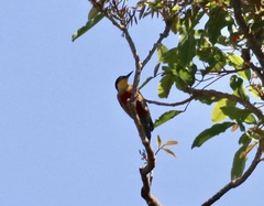 Melanerpes flavifrons