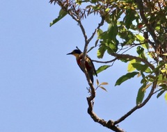 Melanerpes flavifrons