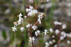 Micranthes nelsoniana aestivalis
