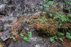Micranthes nelsoniana aestivalis