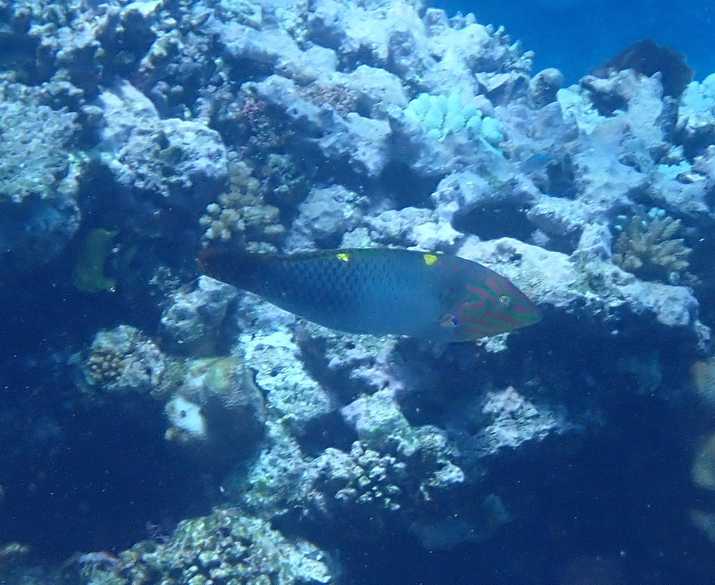Checkerboard wrasse