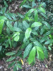 Lasianthus chlorocarpus