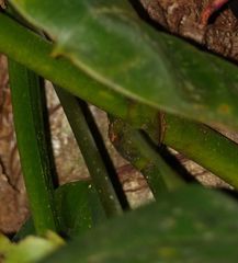 Philodendron fragrantissimum