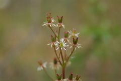 Micranthes nelsoniana aestivalis