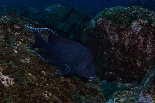 Microspathodon dorsalis