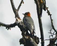 Melanerpes aurifrons