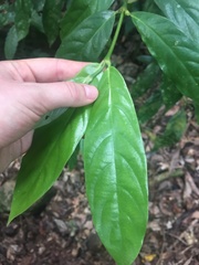Lasianthus chlorocarpus