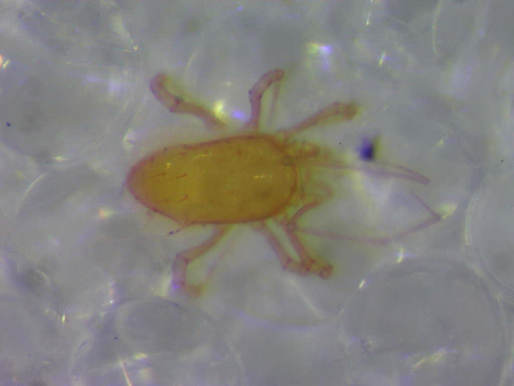 Mite