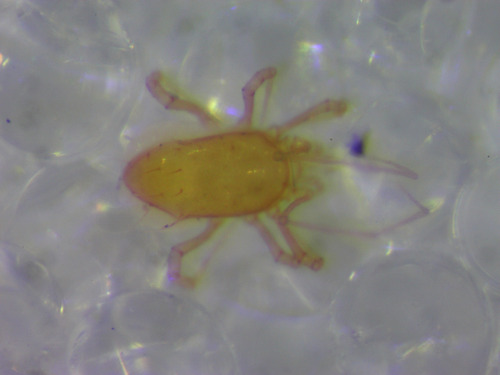 Mite