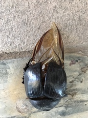 Heliocopris