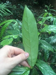 Lasianthus chlorocarpus