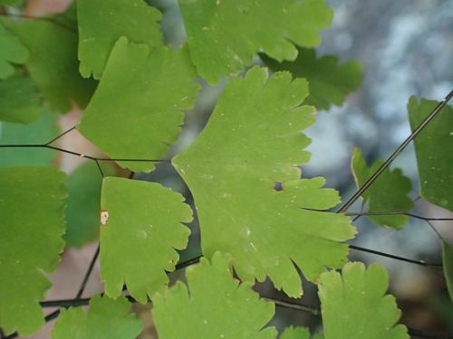 Adiantum tenerum
