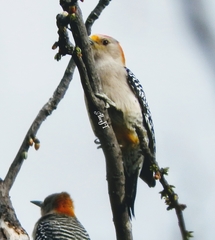 Melanerpes aurifrons