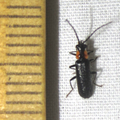 Rhagonycha lineola