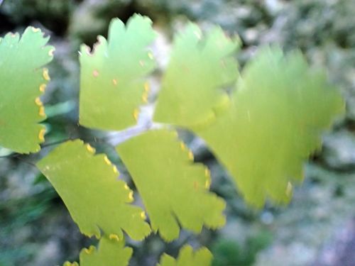Adiantum tenerum