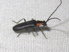 Rhagonycha lineola