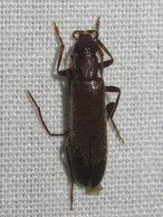 Sparedrus aspersus