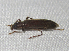 Sparedrus aspersus