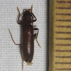 Sparedrus aspersus
